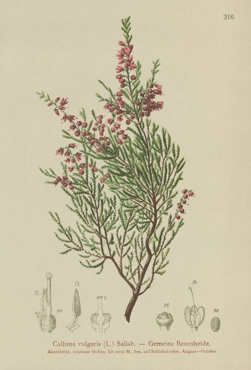 Heather (Calluna vulgaris)  by German School