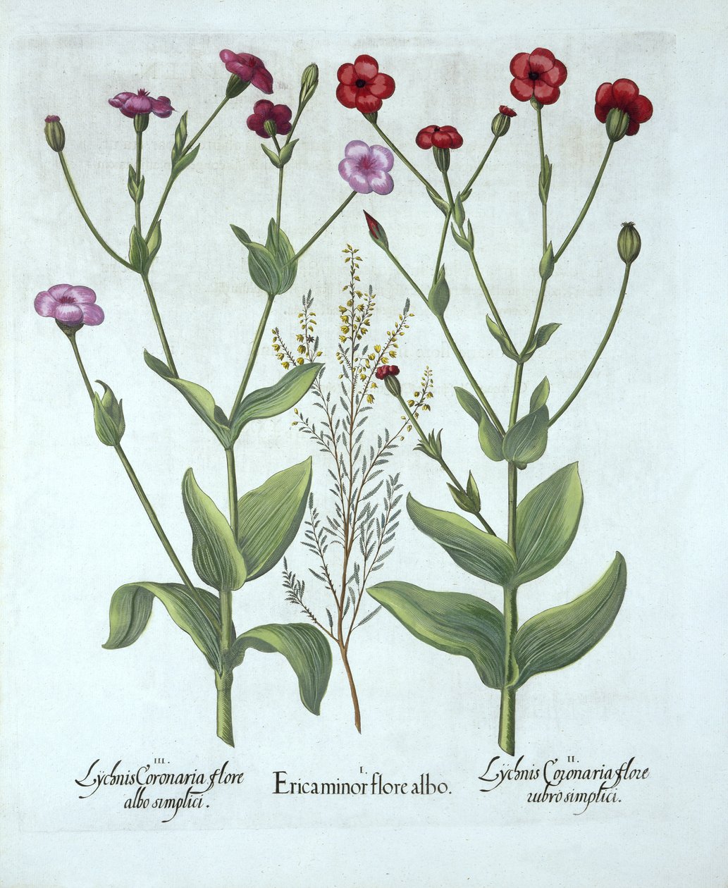 Heather and Two Kinds of Lychnis, from Hortus Eystettensis by German School