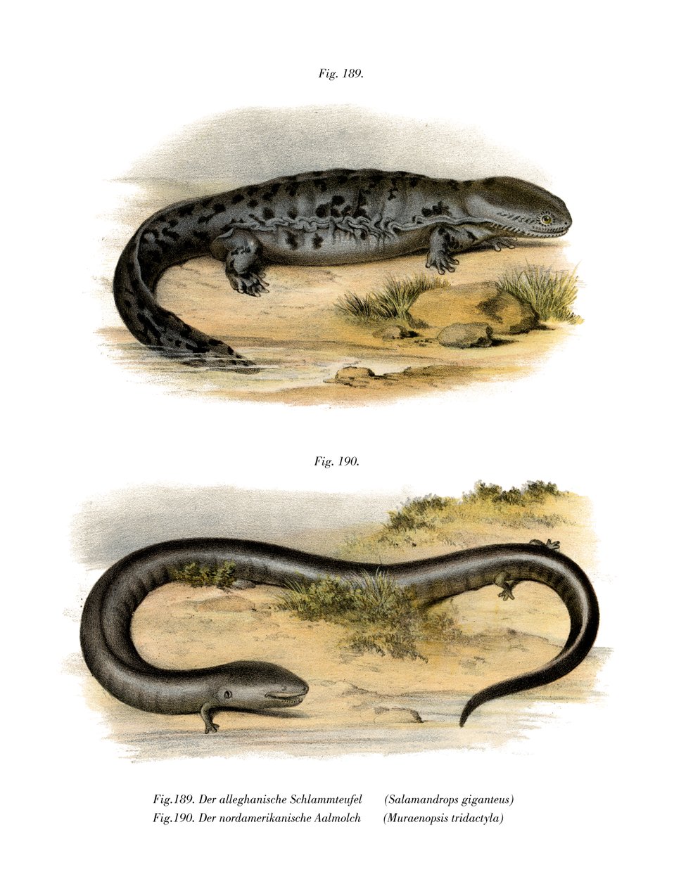 Hellbender by German School: High-quality fine art print