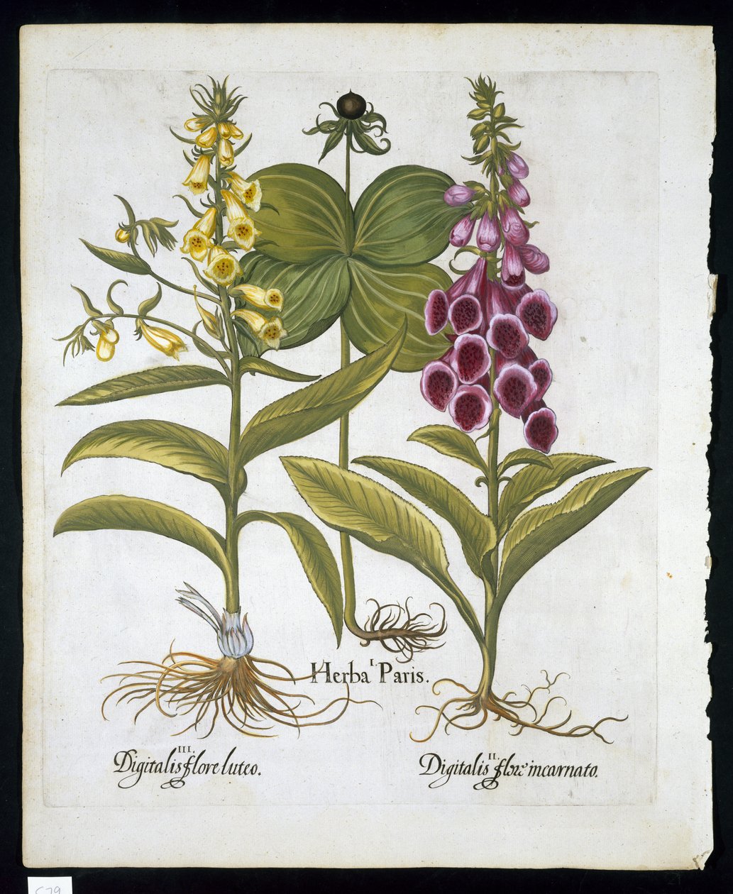 Herb Paris (Solanum quadrifolium), Common Foxglove (Digitalis Purpurea) Large Yellow Foxglove from Hortus Eystettensis by Basil Besler, pub. 1613 by German School