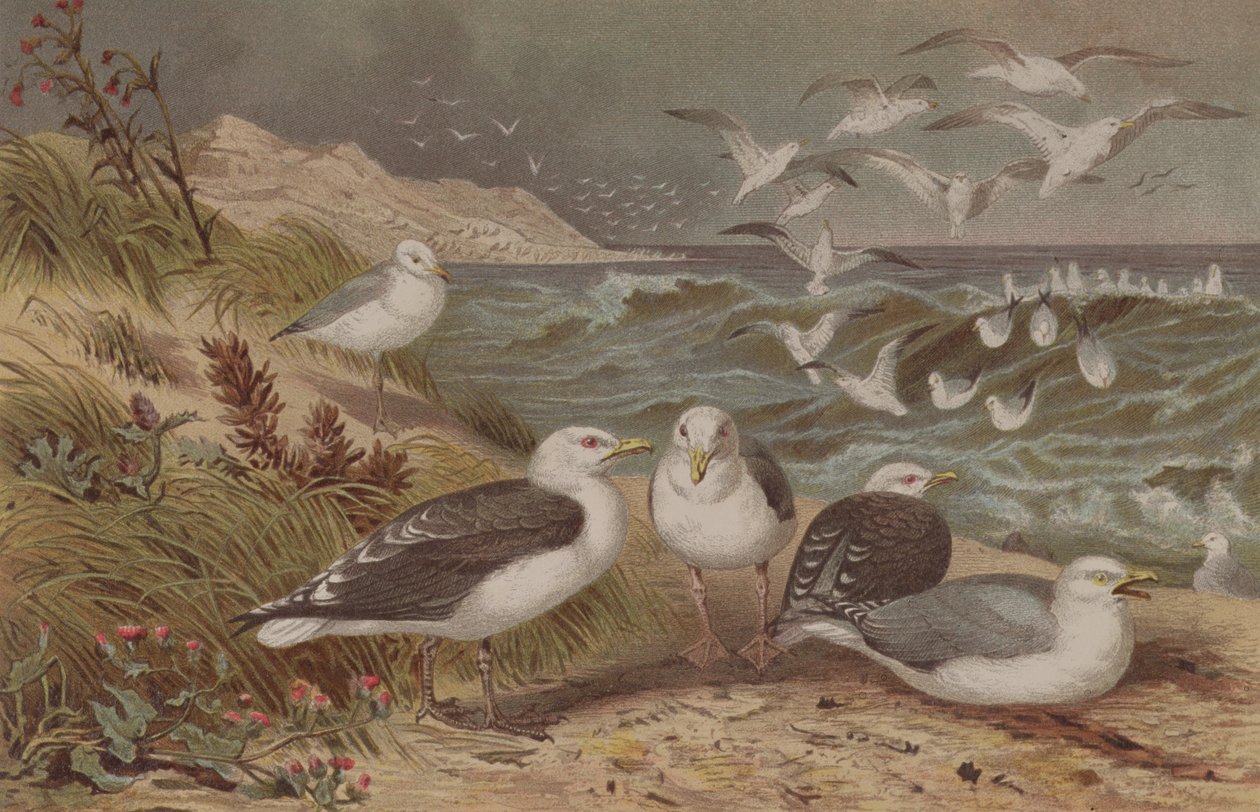 Herring Gull and Great Black-Backed Gull, plate from Brehms Tierleben by German School