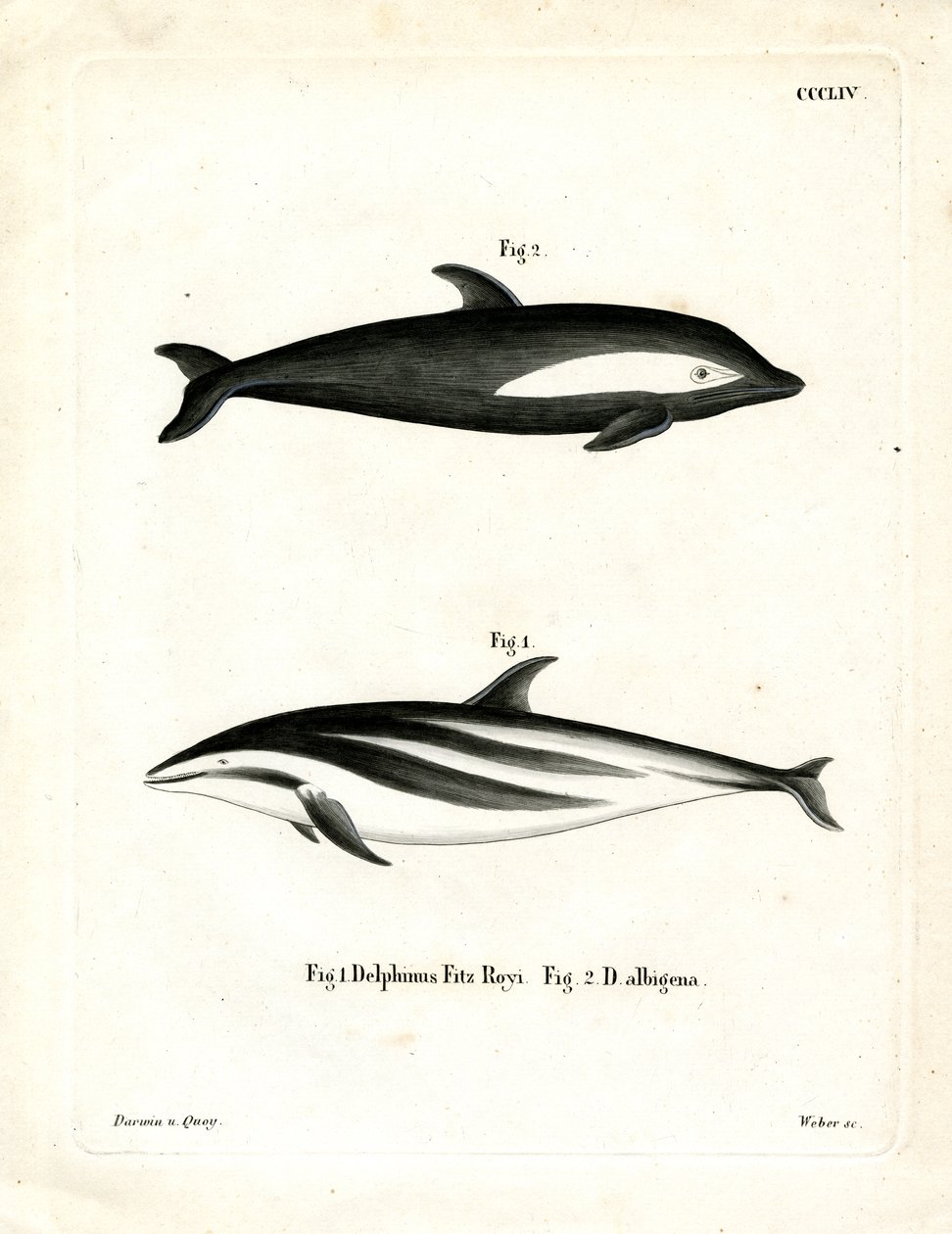 Hourglass Dolphin by German School