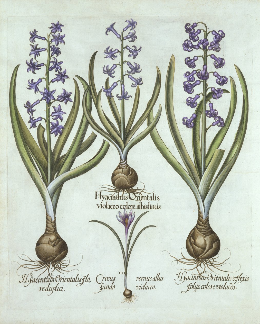 Hyacinths and an Autumn Crocus, from Hortus Eystettensis by German School