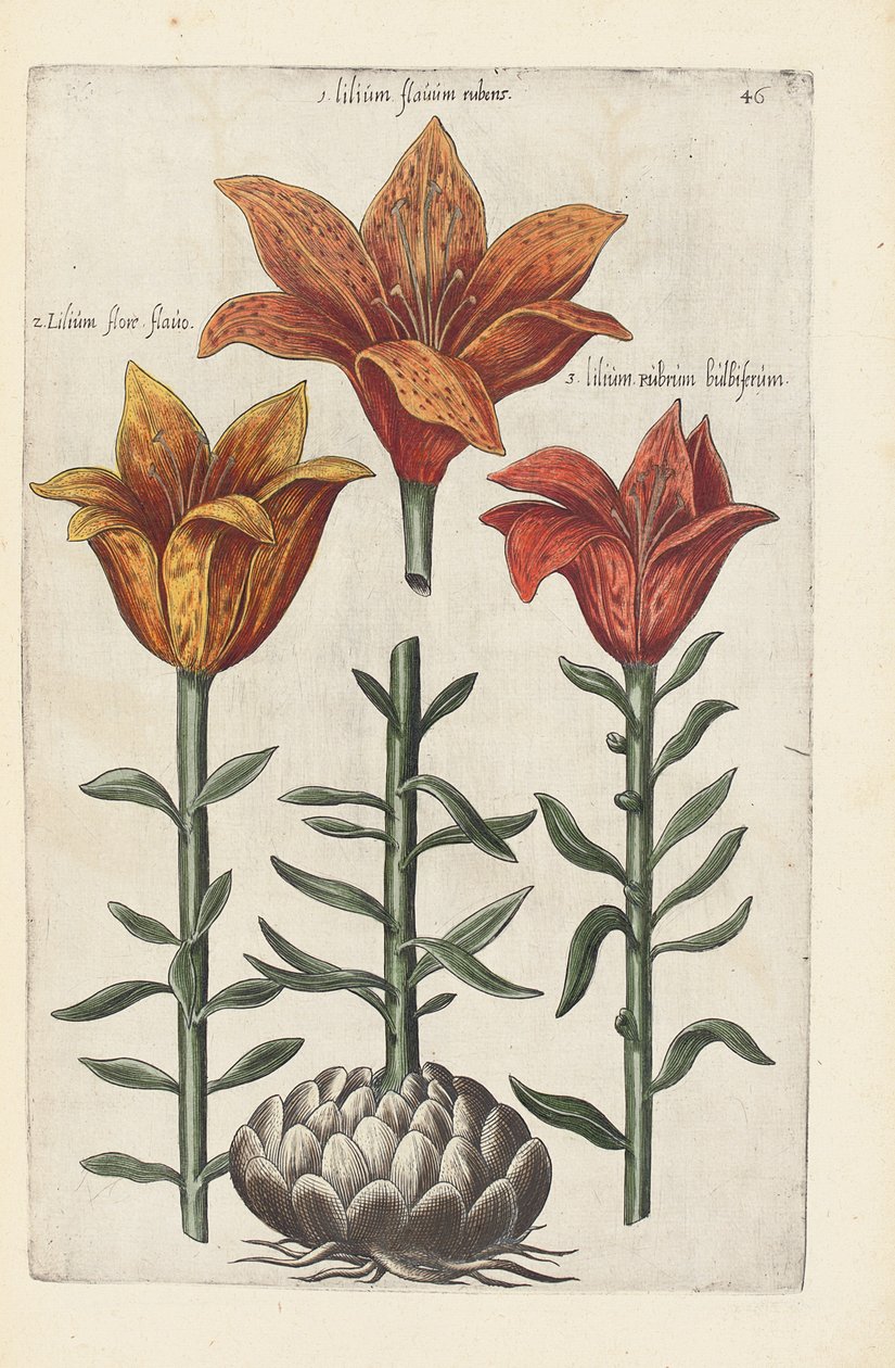 Illustration from "Florilegium ... tractans de variis floribus et aliis indicis plantis as vivum delineatum in duabus partis et quatuor linguis concinnatum" by Emanuel Sweert, 1612-14 by German School