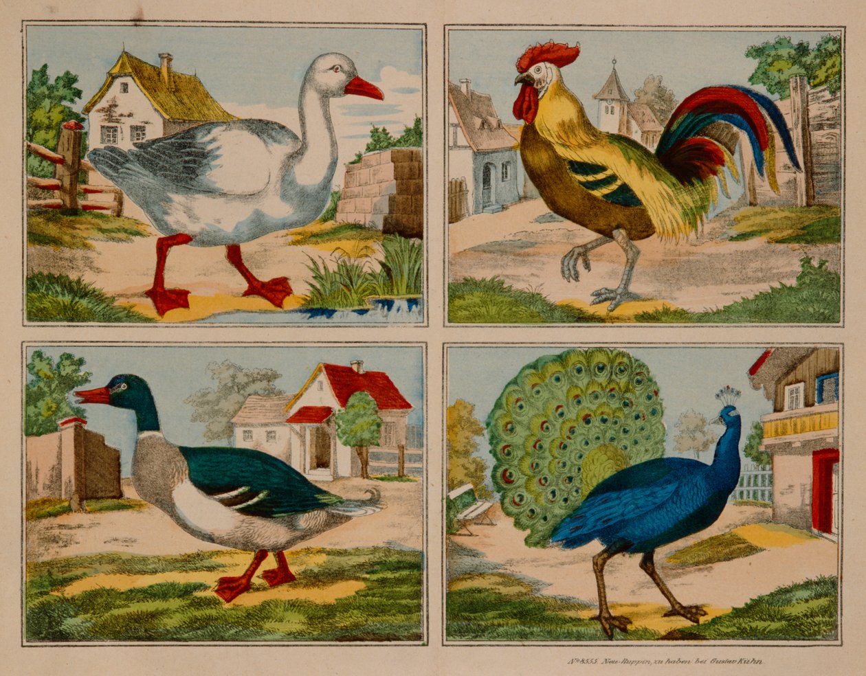 Illustration Showing a Duck, Goose, Peacock and Cockerel, Neuruppiner Bilderbogen by German School