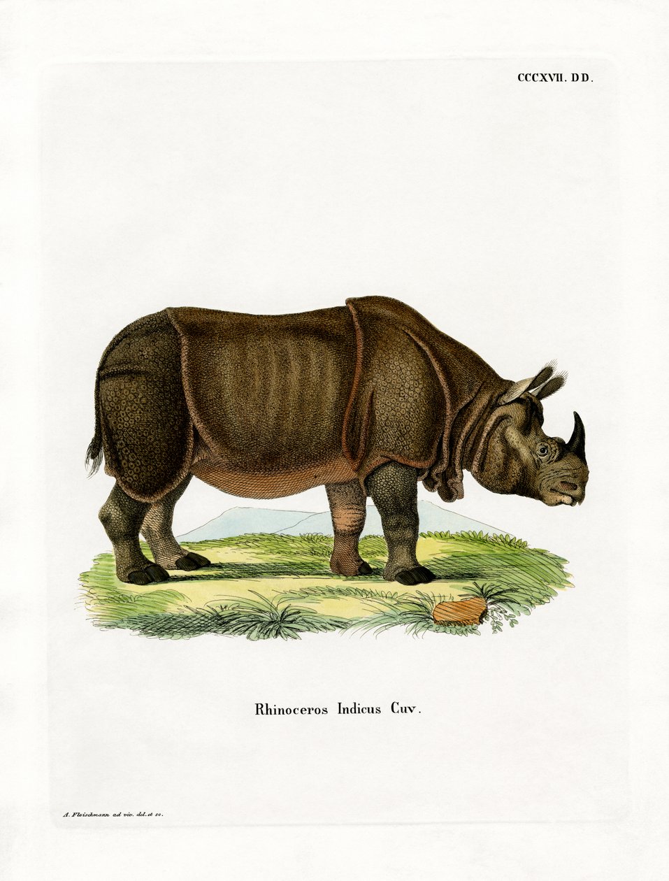 Indian Rhinoceros by German School