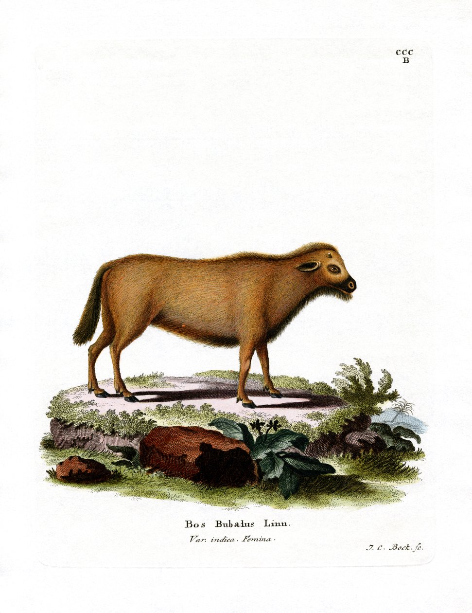 Indian Water Buffalo by German School