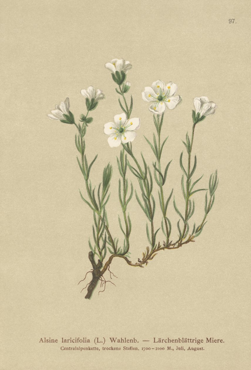 Inner Alpine Sandwort by German School