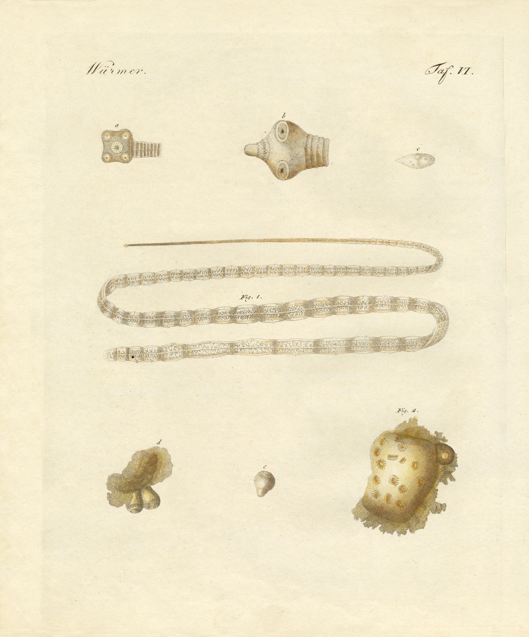 Intestinal Worms by German School
