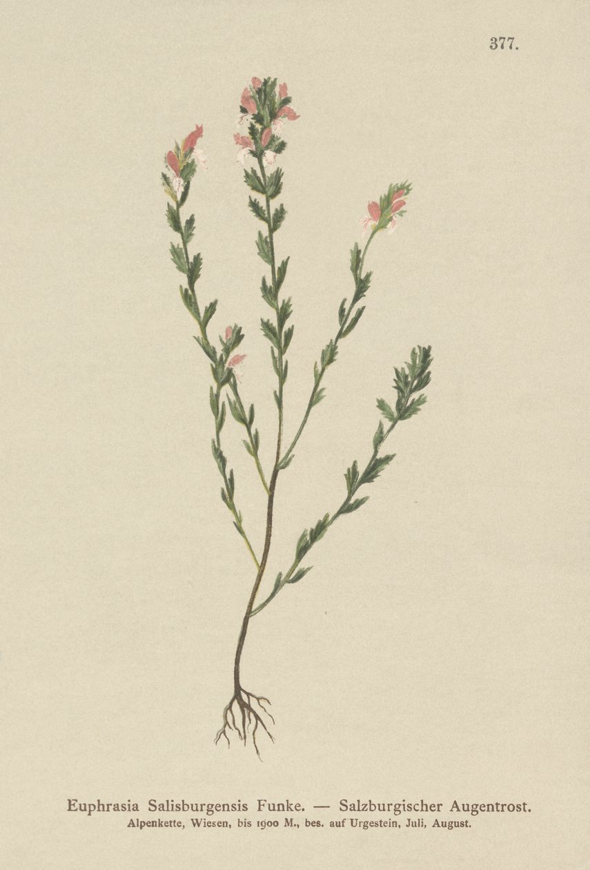 Irish Eyebright by German School