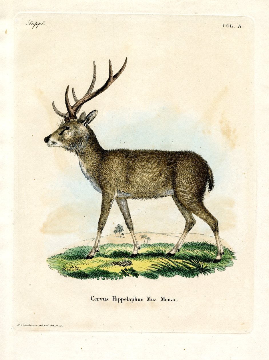Javan Rusa by German School