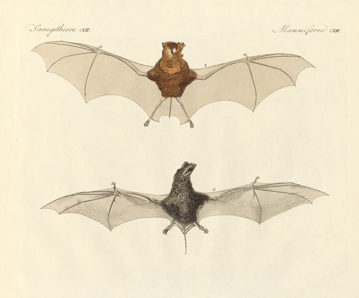 Javanese bats by German School