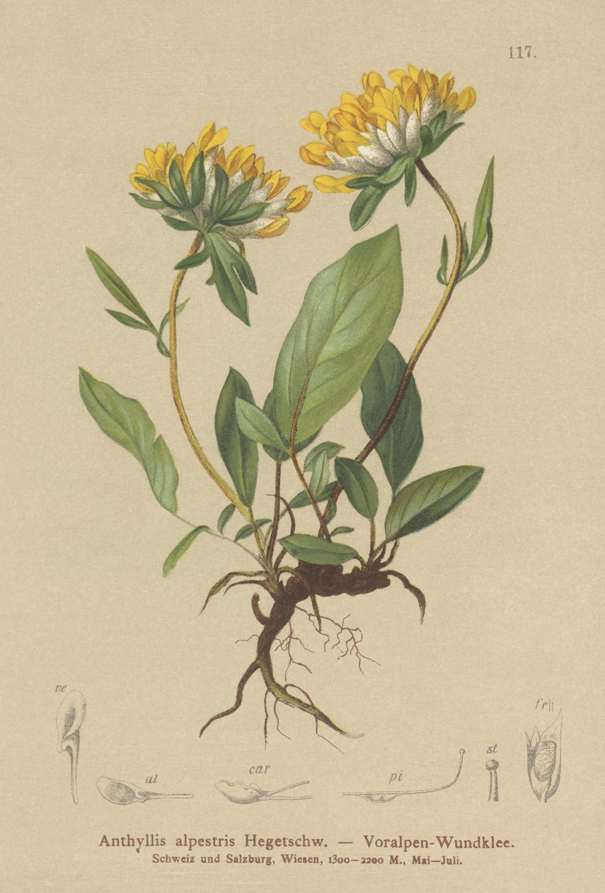 Kidney Vetch by German School