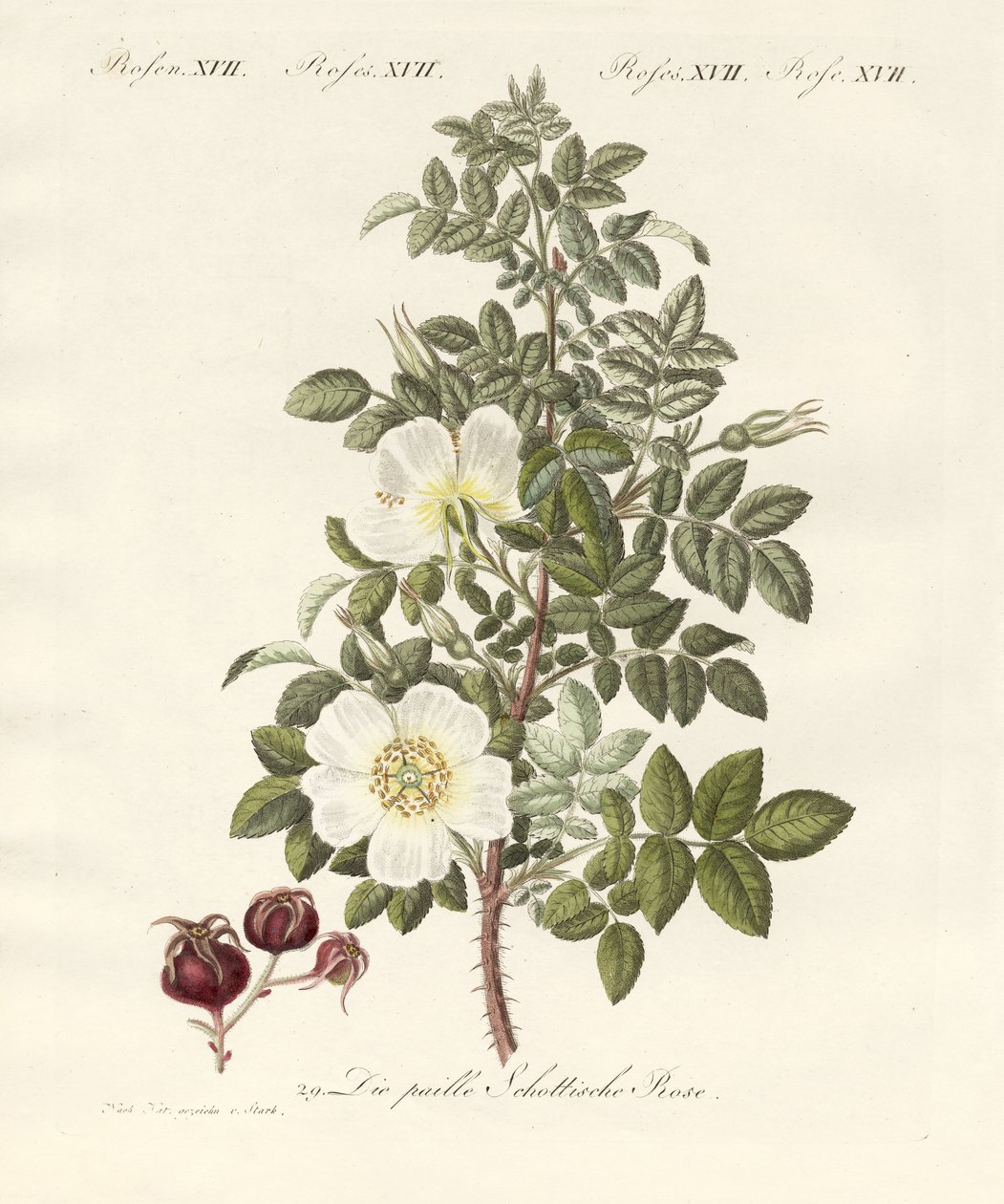 Kinds of roses by German School