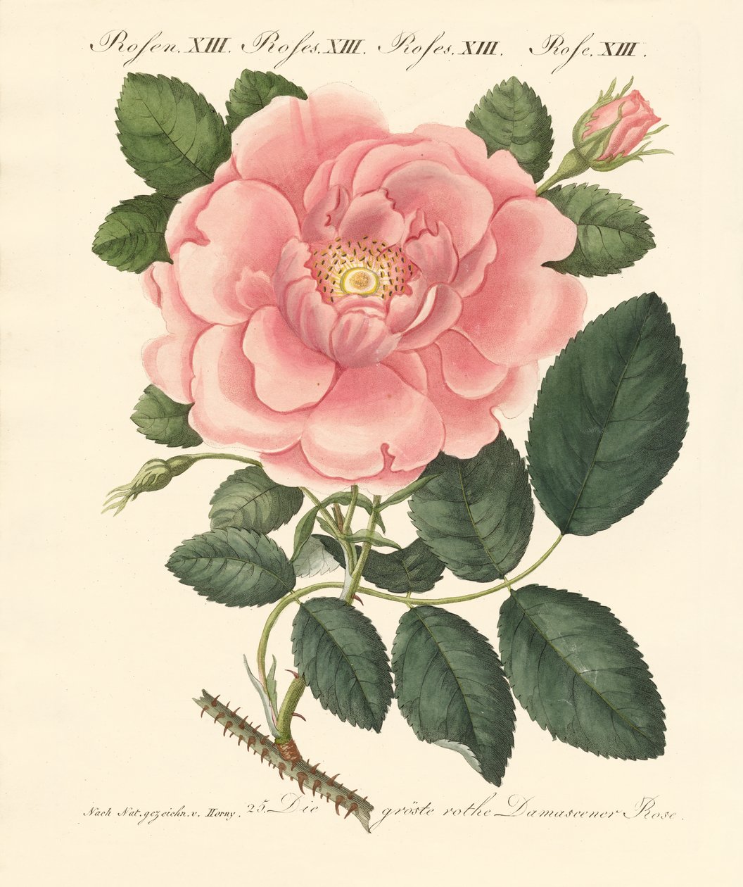 Kinds of Roses by German School