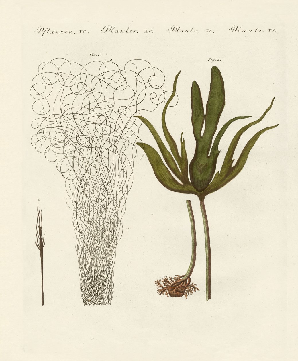 Kinds of seaweed by German School