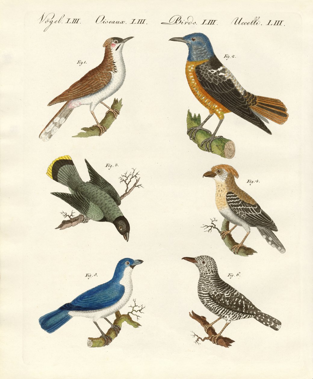 Kinds of Shrikes or Red-Backed Shrikes by German School