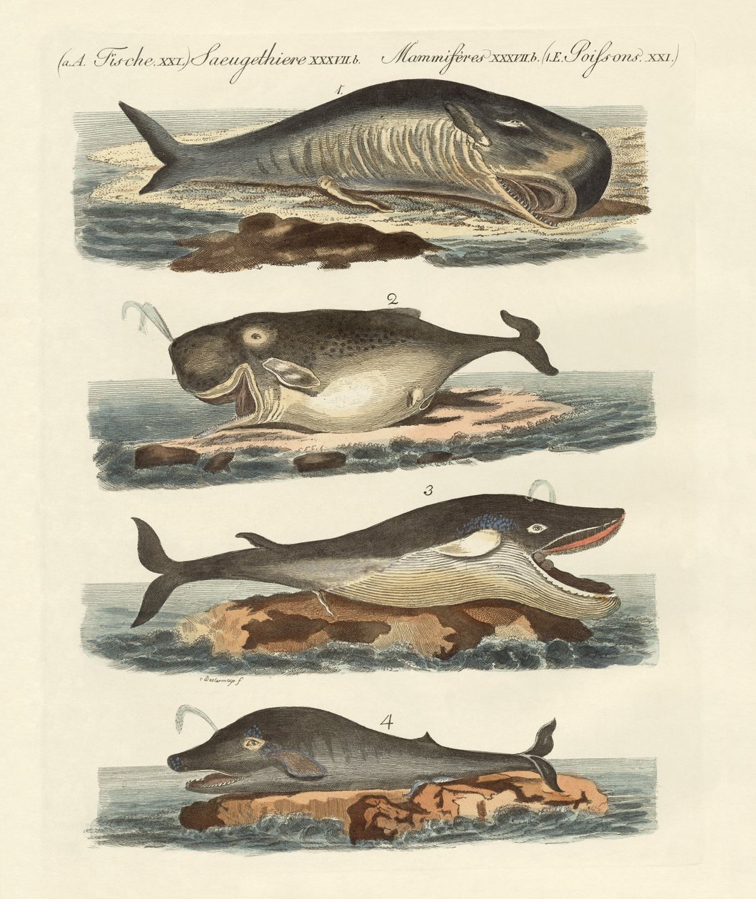 Kinds of Whales by German School