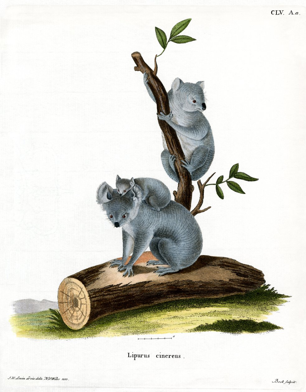 Koala by German School