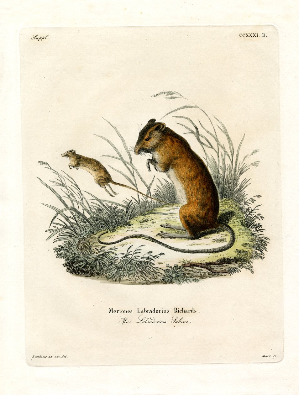 Labrador Jumping Mouse by German School