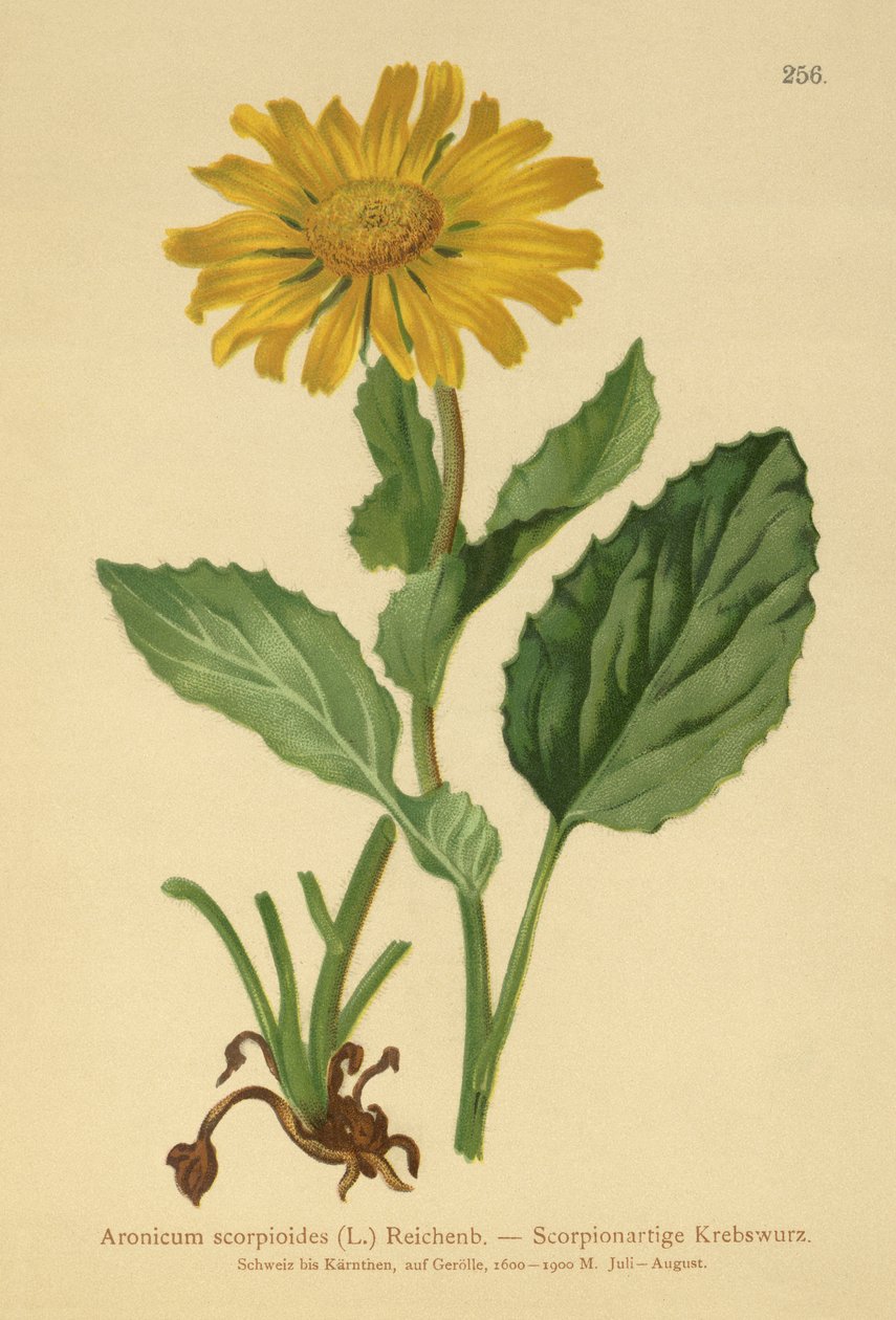 Large-flowered Leopards Bane by German School