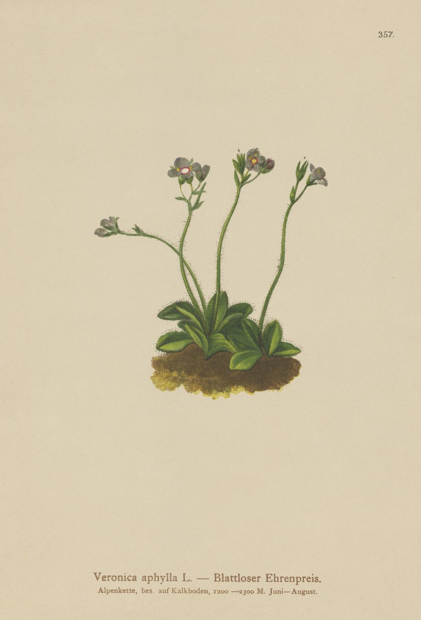 Leafless-stemmed Speedwell by German School