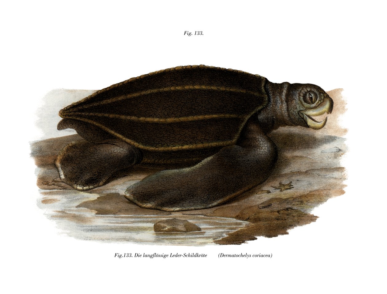 Leatherback Seaturtle by German School