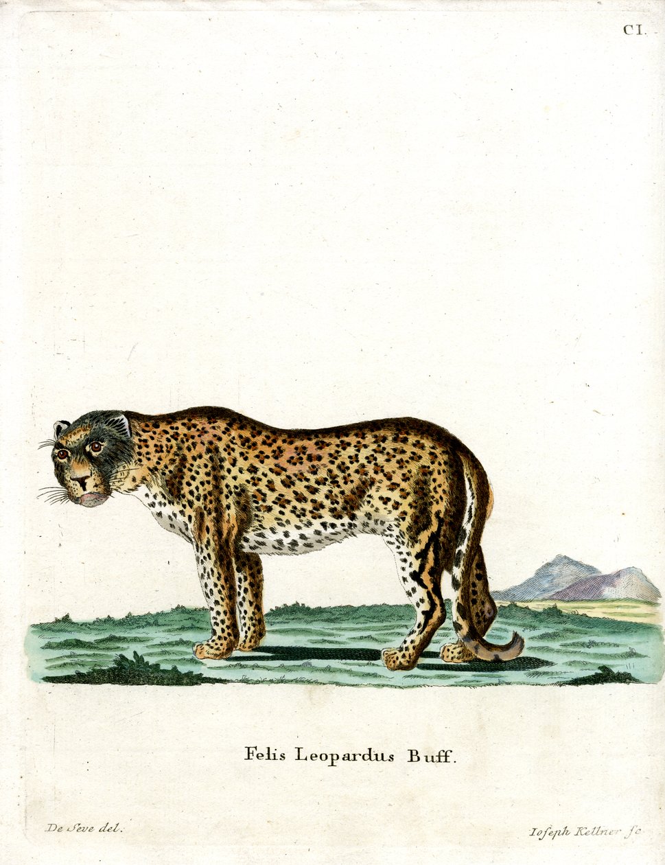 Leopard by German School
