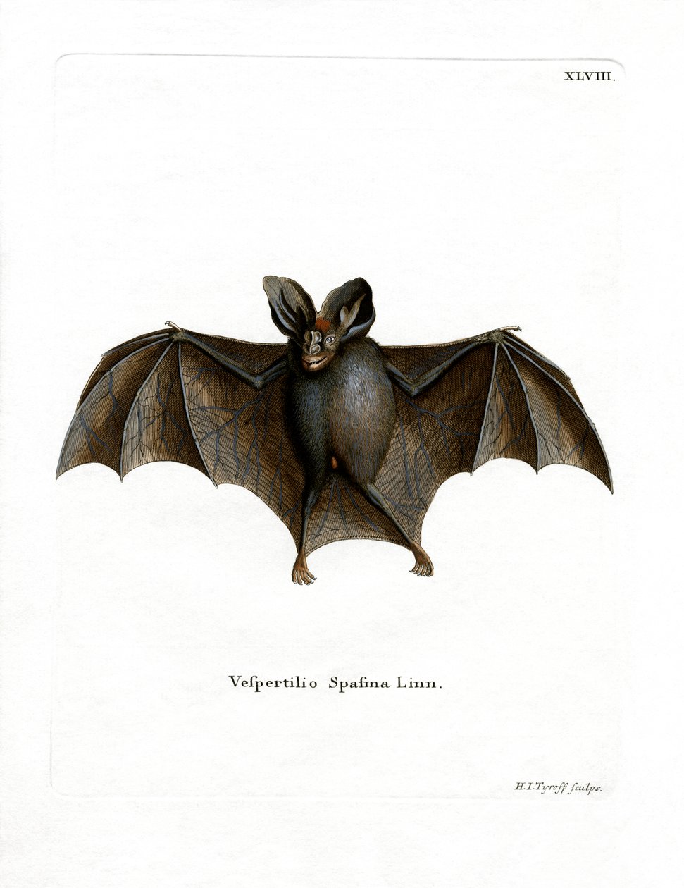 Lesser False Vampire Bat by German School