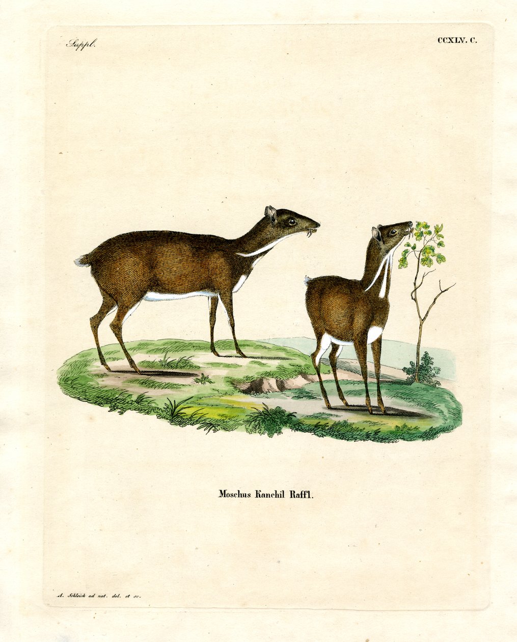 Lesser Mouse Deer by German School