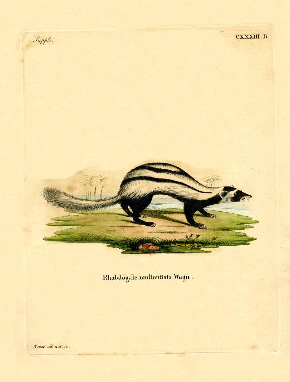 Libyan Striped Weasel by German School