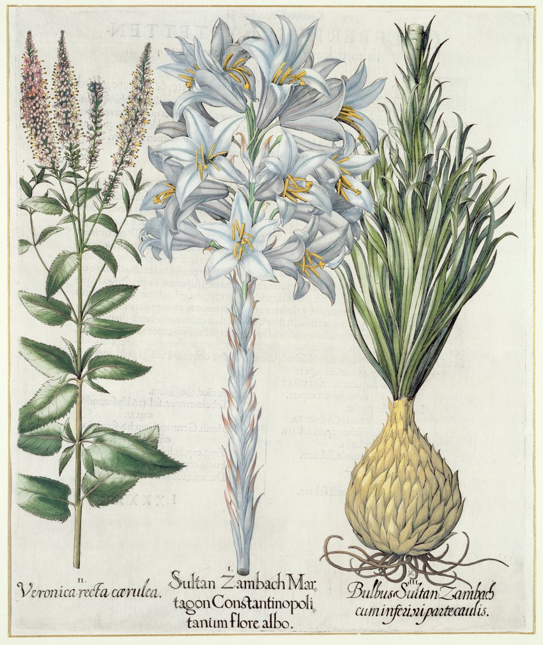 Lily: 1. Sultan Zambach Martagon Constantinopolitanum Flore Albo 2. Veronica Recta Carnlea 3. Bulbus Sultan Zambach Cuminfeunipartecaulis, from Hortus Eystettensis by Basil Besler, pub. 1613 by German School