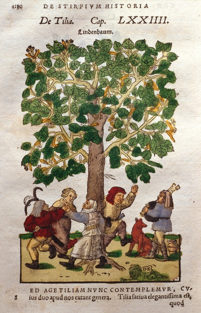 Lime, or Linden, Tree by German School