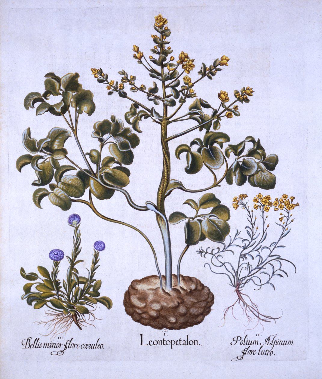 Lions Leaf and Alpine Flowers, from Hortus Eystettensis by German School
