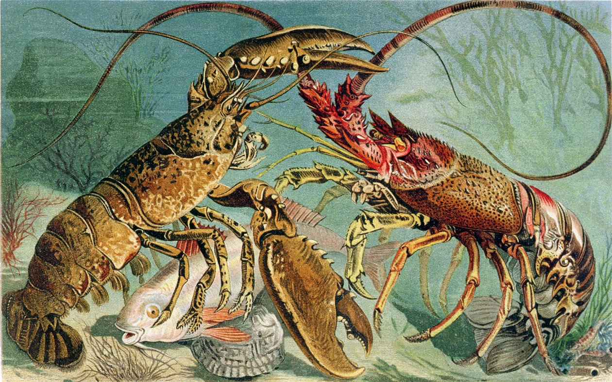 Lobster and Spiny Lobster, plate from Brehms Tierleben by German School