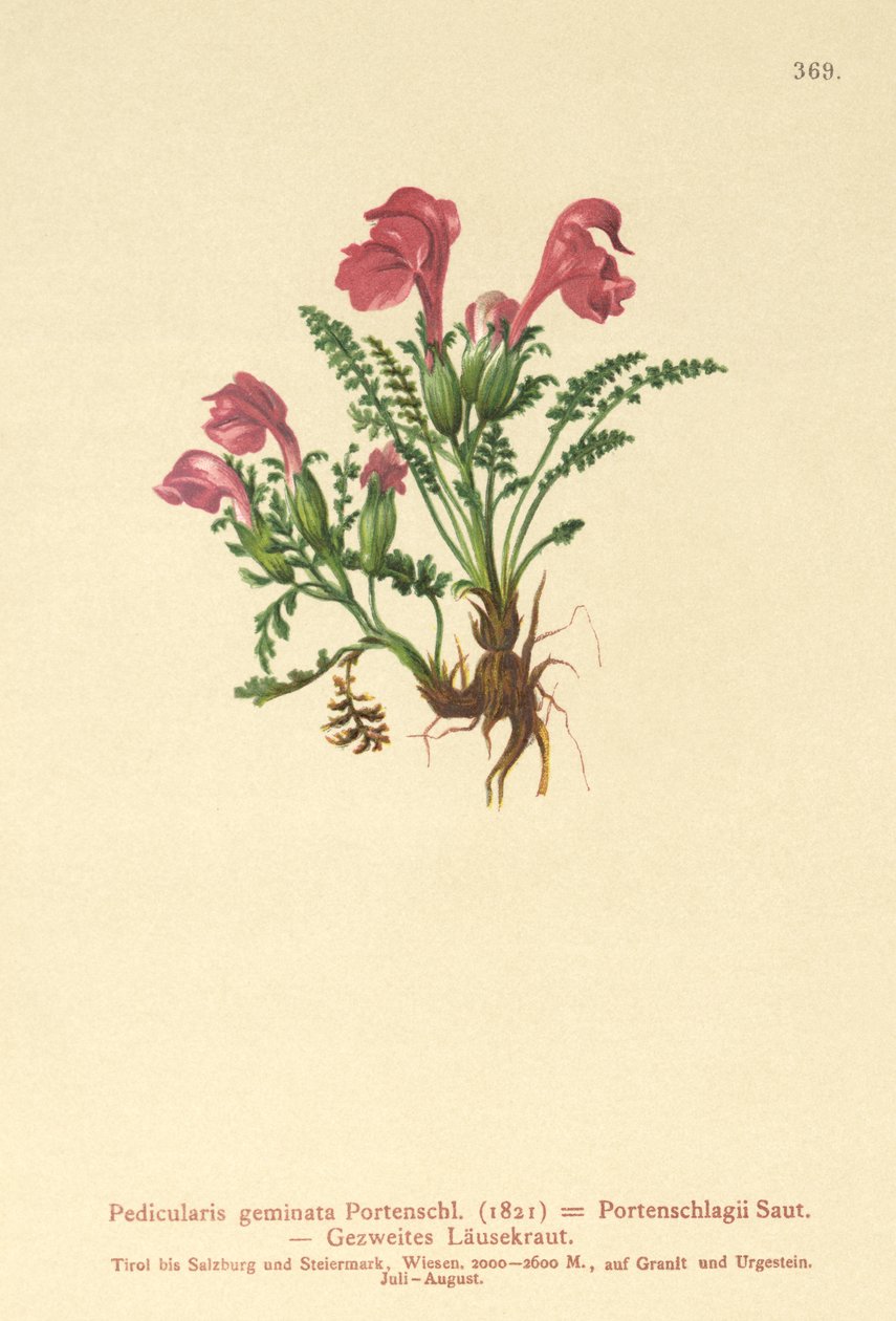 Lousewort by German School
