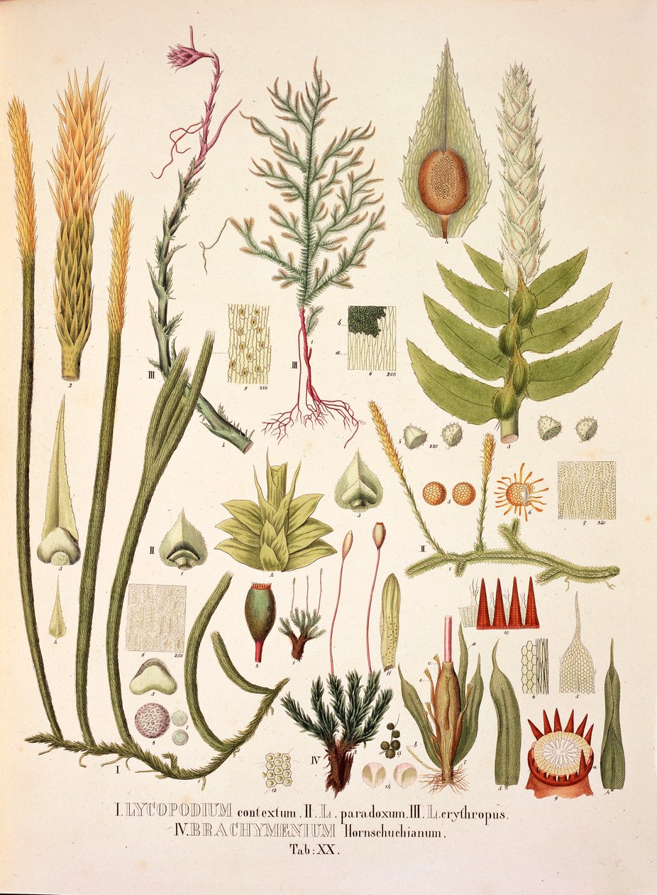 Lycopodium and Brachymenium, table XX from 