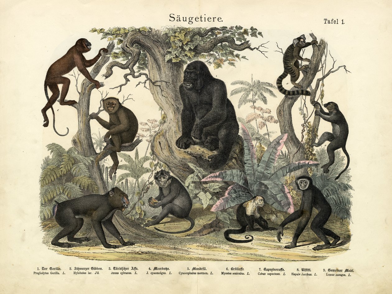 Mammals, c.1860 by German School