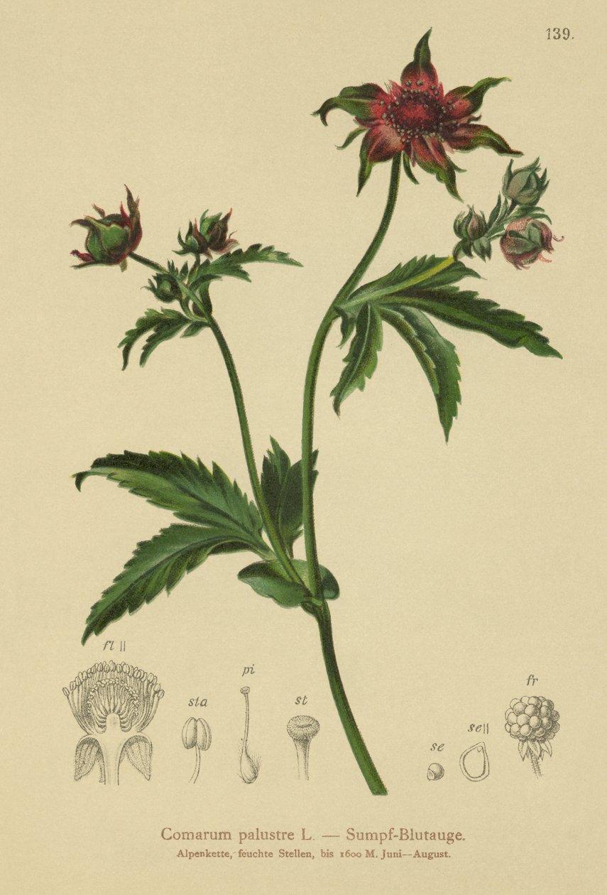 Marsh Cinquefoil (Comarum palustre, Potentilla palustris)  by German School