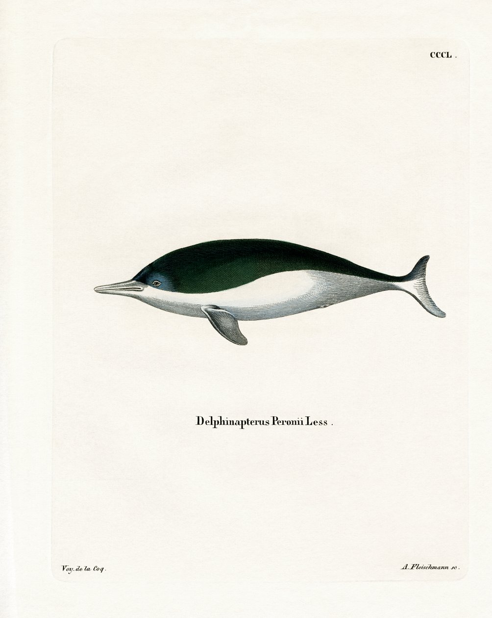 Mealy-mouthed Porpoise by German School