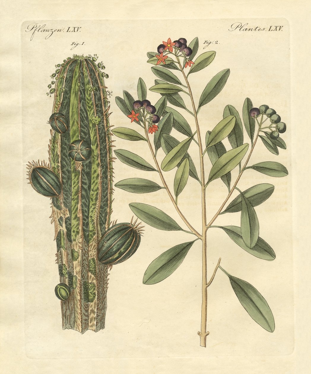 Medical Plants by German School