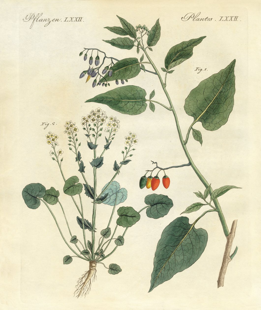 Medicinal Plants by German School