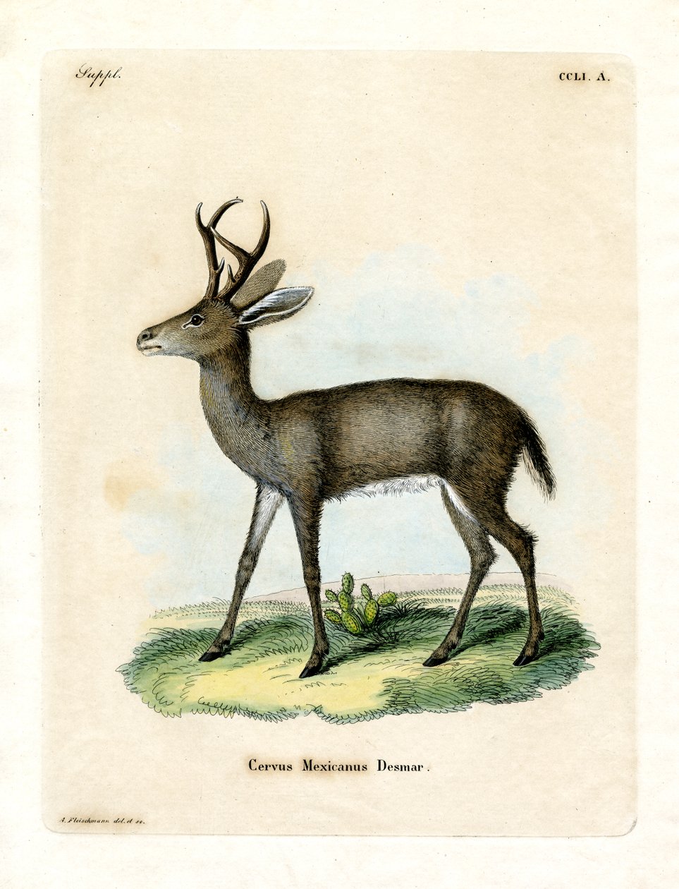 Mexican Deer by German School
