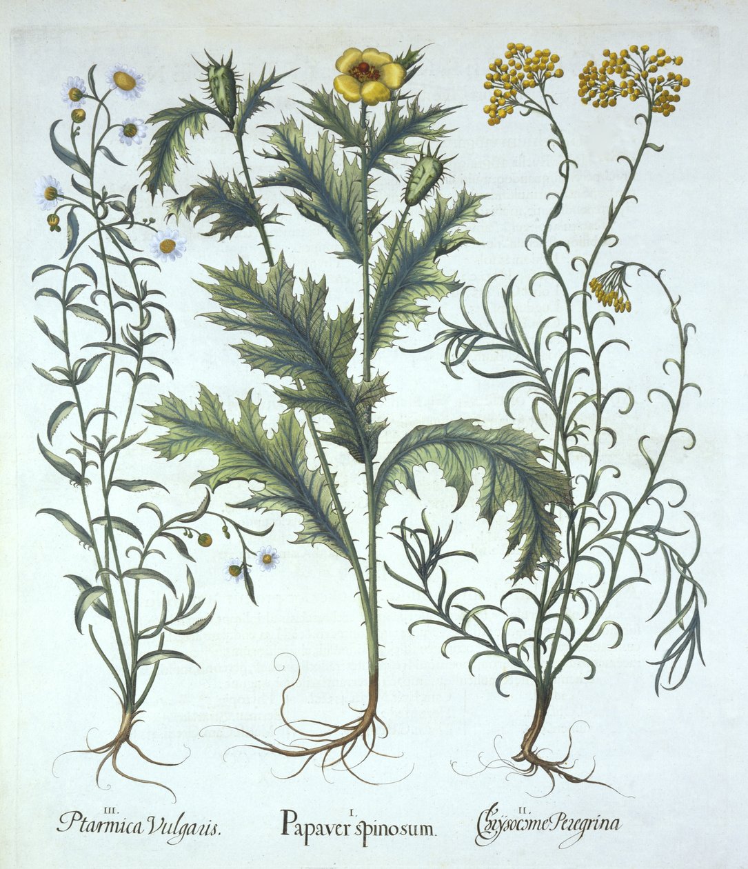 Mexican Poppy, Seaside Strawflower, and Sneezewort, from Hortus Eystettensis by German School