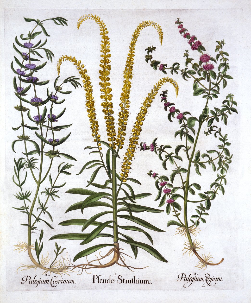 Mignonette, Pennyroyal and Marsh Mint, from Hortus Eystettensis by German School
