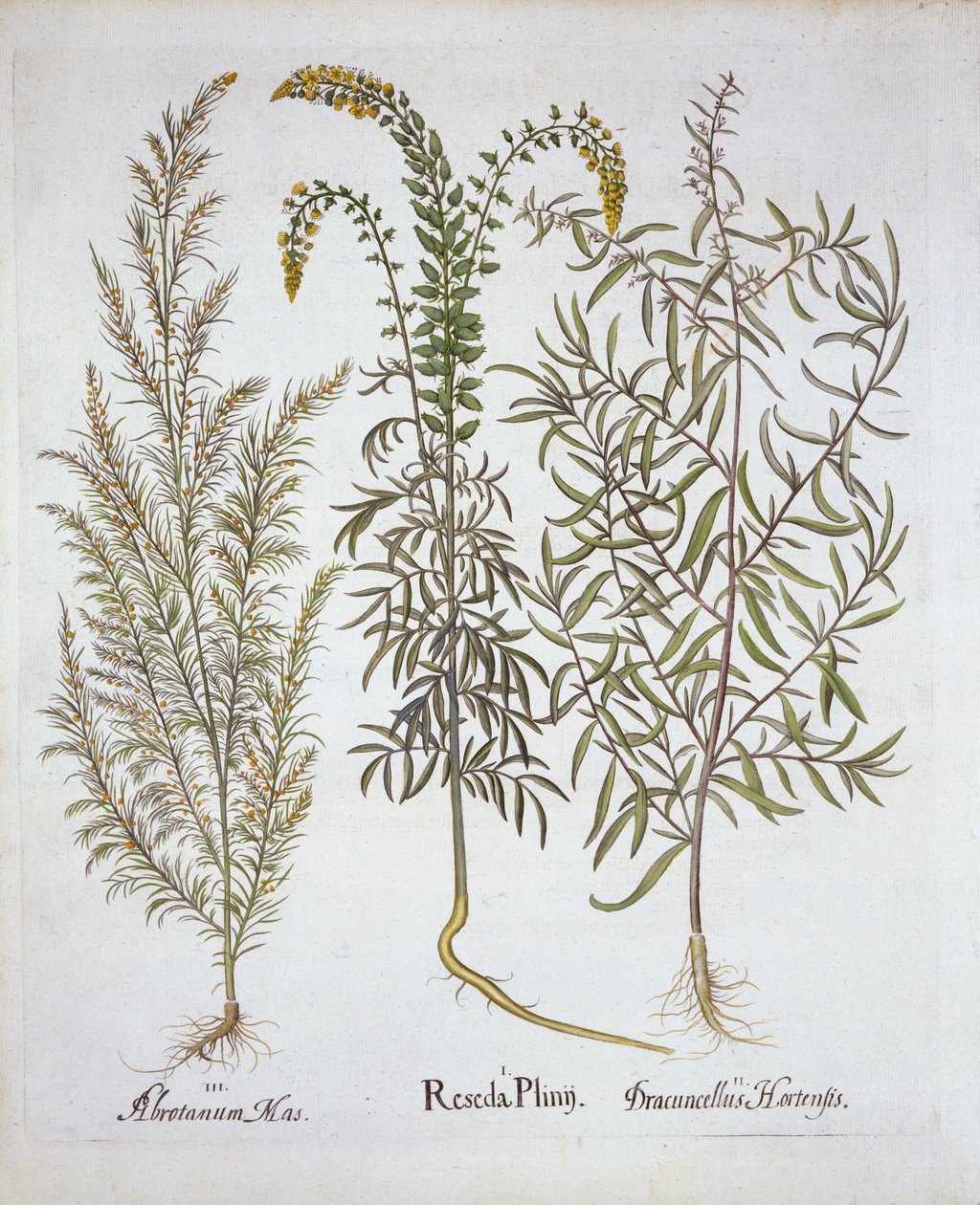 Mignonette, Southernwood, and Tarragon, from Hortus Eystettensis by German School