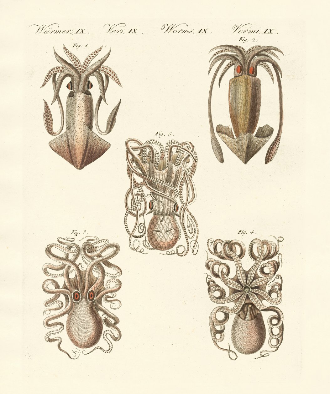 Molluscs or soft worms by German School
