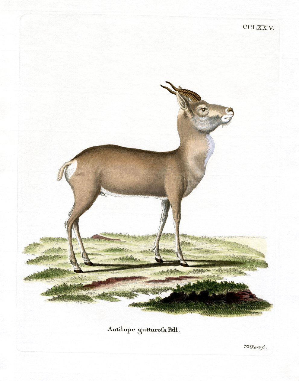 Mongolian Gazelle by German School