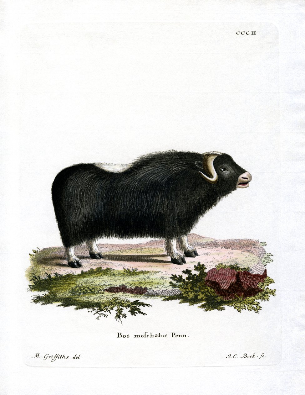 Musk Ox by German School