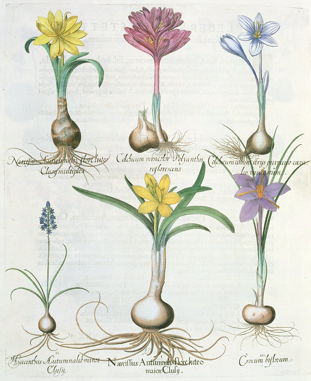Narcissi, Crocuses and Hyacinth, from the Hortus Eystettensis by Basil Besler by German School